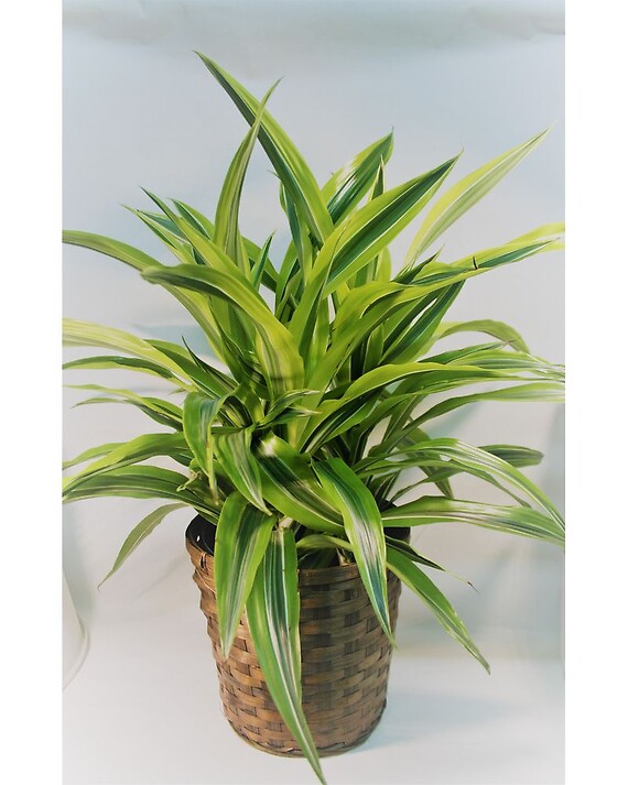 Lemon Lime Dracena