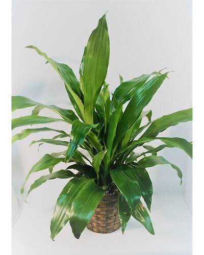 Corn Plant - Dracena